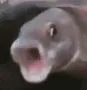 pogfish