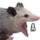 skrem