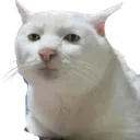 SeriousCat Discord Emoji