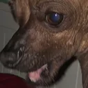 pog