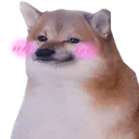 blushib