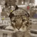 ZcatVibe