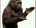 macacopalmas