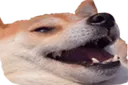 doooooge doooooge