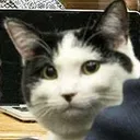 Meow meow Discord Emoji