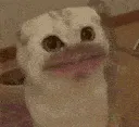 SCmiaooooo