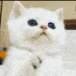 SCpaw SCpaw