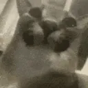 SCfloppaCHOMP