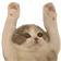 catHYPERS