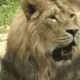 ZabLionYawn