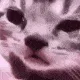 cat_cry