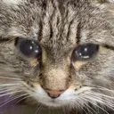 SadSmokey