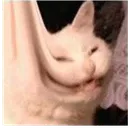 MISCHIEVOUS MISCHIEVOUS