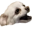DashaHype112