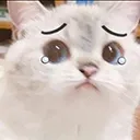 CatSad