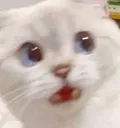 CatScared
