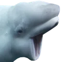 BBwhalepog