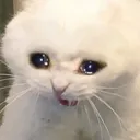 screamcat