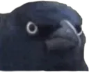 MA44_codm_crowofjudgement