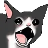 crazycat