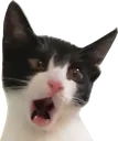 ShockAmaya