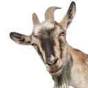 GOAT