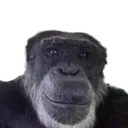 MonkeyLook MonkeyLook