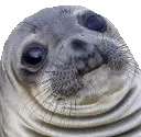 awkwardseal