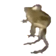 frog