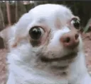 wtfdog wtfdog