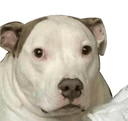 puntobarrabajapunto Discord emoji