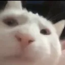 helo