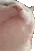 catjam2