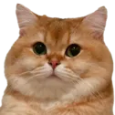 fatfuck fatfuck