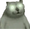 cursedcat cursedcat