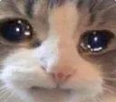 sadkitty sadkitty