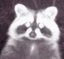 raccoonCursed raccoonCursed