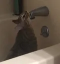 cato