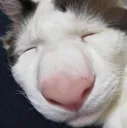 Cat_beegnose Cat_beegnose