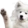 wavedoge Discord Emoji