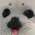 sealWOW