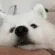 HGdoggoboop HGdoggoboop