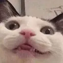 BrokenCat BrokenCat