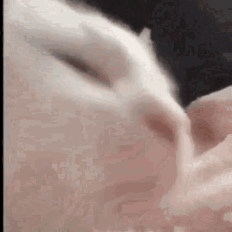 :drugcat: