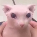 bingus