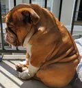 saddoggo