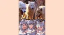 wolfs