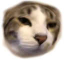 Catt catt Discord Emoji