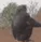 monke_flip monke_flip