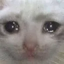 catcrying